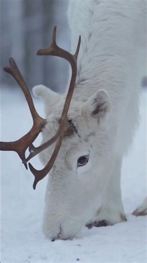 Snow Animal World 4K Documentary #animalshorts #animals #4kanimals #wildlife #snowanimals