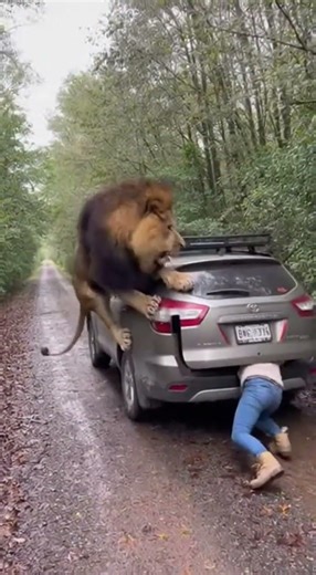 😱🦁 Woman Barely Escapes as Lion Attacks Car in Forest