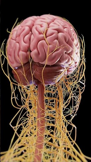 HUMAN BRAIN 🧠 ANATOMY– 3D Medical Animation