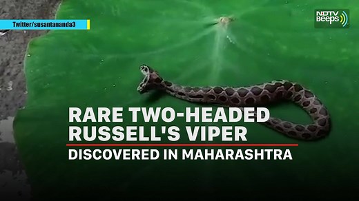 #NDTVBeeps: A rare two-headed snake was captured in Maharashtra. Russell's Viper is one of the most venomous snake species found in India. #Snake #TwoHeadedSnake #RusselsViper #TwoHeadedRusselsViper #Rare #Maharashtra #ViralVideo #Viral | NDTV