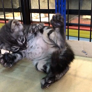 SILVER CHARCOAL BENGAL. very rare and gorgeous specimen. plus it’s a girl. @brotherhoodcattery . #bengalcat #cat #exotic #pet #animals | Brotherhood Reptiles