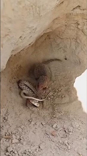 Epic Snake Battle: Cobra vs Mongoose in the Wild #CobraVsMongoose
