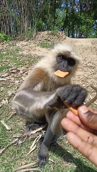 Cute Monkey Eating Biscuits from Hand | Friendly Wild Monkey Feeding | Viral Animal Video