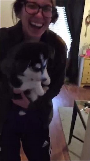Husky Puppy Tries Talking To Pet Parents