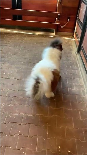 Excited Miniature Horse Runs Around Barn