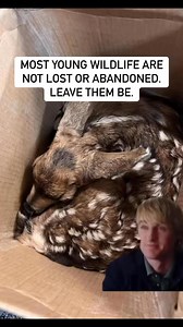 See a fawn without its mother? Leave it be. Our offices receive several calls about fawns being abandoned by their mother, but that’s not the case. Did you know that nearly all pregnant female deer give birth to their fawns within a week or two of each other in June? That means there are tens of thousands of fawns about to be born in Idaho.When a fawn is born, it’s scentless and camouflages very well with its environment. The safest way it avoids predators is the mother leaves it while she feeds