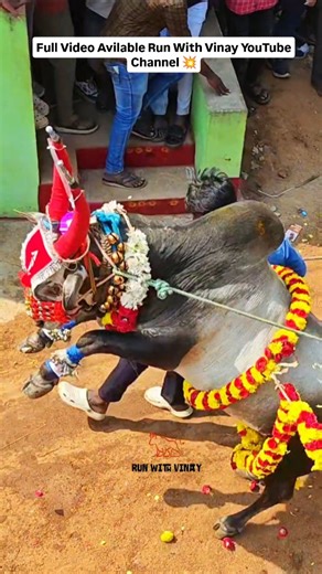 Vinay Jallikattu on Instagram: "RANGAMPETA JALLIKATTU 🔥 FULL VIDEO RUN WITH VINAY YOUTUBE CHANNEL AVILABLE 🤩 . . . . #runwithvinay #chittoorjallikattu #bullrunning #jallikattu #pasuvulapandaga"