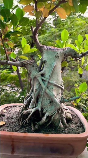 Ficus Microcarpa Tree
