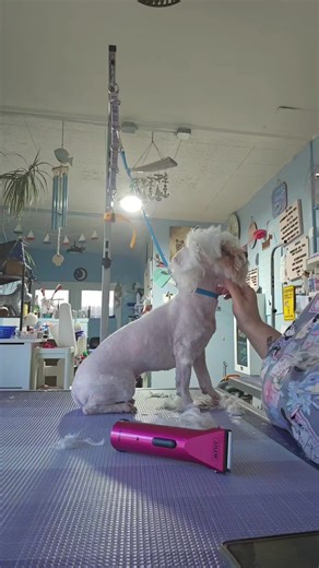 part 4 grooming this matted baby luna #matteddog #groomeroftiktok #fyp #doggroomersoftiktok