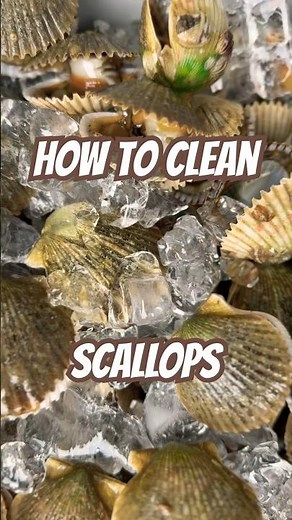 How To Clean Scallops In Under 1 Minute! 🥄 #scallops #scallop #scalloping