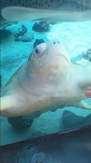 aquarium-of-the-pacific los angeles California