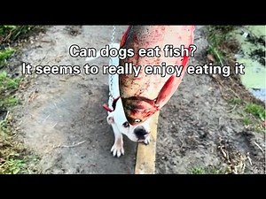 Can dogs eat fish， It seems to really enjoy eating it！