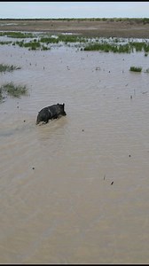 Drone mustering the boars out of the swamps straight to the buggy and hounds 👌🍿 @aussieferalgamehunters @huntinginaustralia #dronemusteringboars #mavicair2 #djidrone #wildboar #huntingwithdogs #dogsofinstagram @trophyboars | Boaring Australia