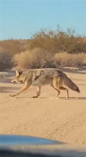 Is Road Runner Real? | Safari POV