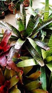 16 reactions · 3 comments | Proper Watering Process to Bromeliad ❤️ | Door Step Garden | Facebook