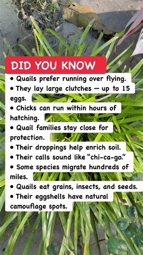 🐤 Quail & Bird World Facts#BirdFacts #NatureKnowledge #DidYouKnow