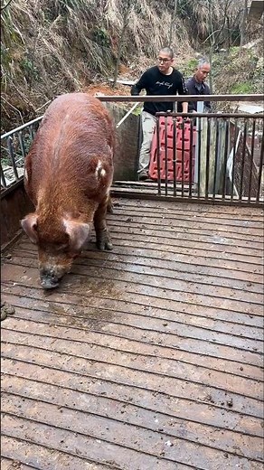 🐷 Breeding Time: Farmer Leads Two Giant Pigs onto Breeding Platform 🐖💞 💥