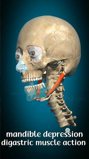 Digastric muscle action#drsamia#anatomy#physiorehab#movement