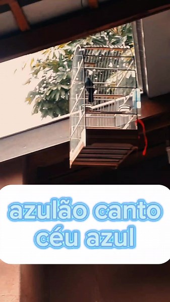 Canto Azulão: Uma Celebração do Céu Azul