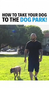 How To Take Your Dog To The Park In this Cesar911 Episode, I teach how to take your dog to the dog park. It is important to be aware of how our energy transfers to our dogs through the leash! Remember Calm Confidence is the Key! https://youtu.be/RqBuPT09lbM?feature=shared #betterhumansbetterplanet | Cesar Millan