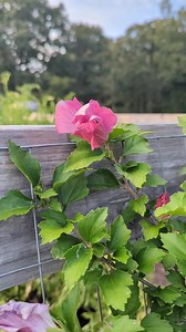 Bumble bees are pollinators that provide vital pollination services for horticultural and agronomical productions as well as wild flowering plants. Bumble bees use a unique form of pollination called 'buzz pollination' in which they grasp flowers while moving their wings at a high rate. This buzz pollination behavior helps release pollen from plants that have evolved to require it. Bumble bees provide critical ecological service in the form of pollination worldwide. #bumblebee #bees #pollinators