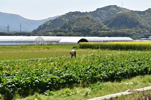Japan is using tech and partnerships to protect agriculture