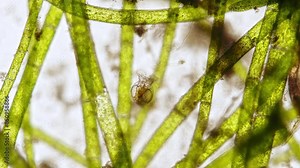 freshwater rotifer (Philodina megalotrocha) under the microscope - light microscope x100 magnification