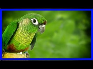 Green cheek conure