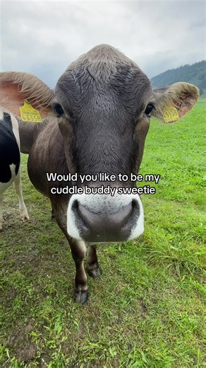 Creative Cow Costume Ideas for Cuddle Buddies