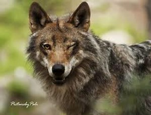 7 Animals That Flirt