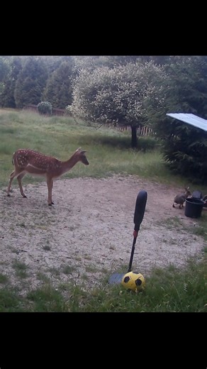 Deer Vader on TikTok