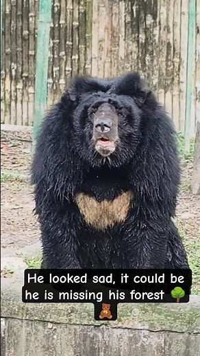 Sad Bear Crying & missing his Jungle at Zoo🌳🧸 wild animals story #bear