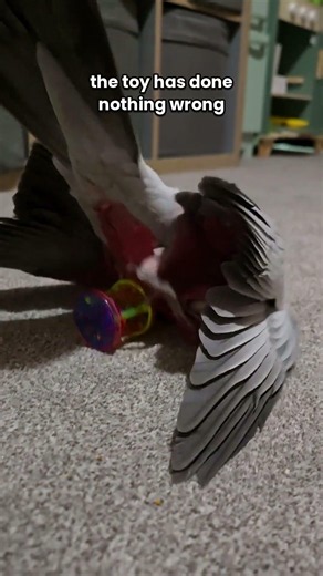 He won. The toy did nothing wrong.