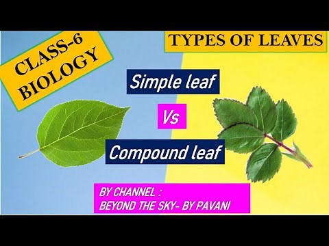 DIFFERENCE BETWEEN SIMPLE LEAF & COMPOUND LEAF CASS-6 BIOLOGY/SIMPLE LEAF Vs COMPOUND LEAF/LEAF TYPE