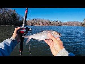 Live Baiting for Trophy Size Catfish | Kayak Catfishing Fort Loudon Lake