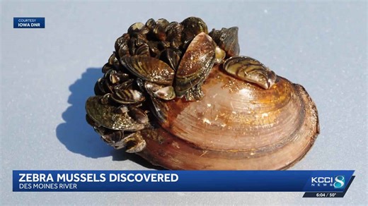 KCCI investigates: Invasive zebra mussels found in Des Moines River for first time