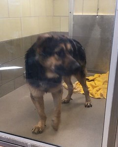 16K views · 162 reactions | RESCUED PER PET HARBOR March 2: NOW ON...