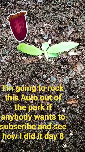 Godfather XXL Autoflower day 8 a above ground