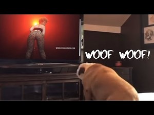 Hood Animal Voiceovers: Ultimate 8