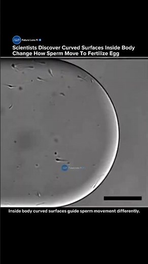 Scientists Discover How Curved Surfaces Inside the Body Guide Sperm Movement #biology #fertility