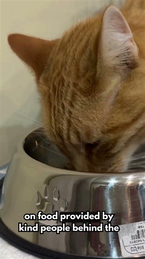 Mr Fresh - Everyday a story behind memes #cat #mrfresh #cute