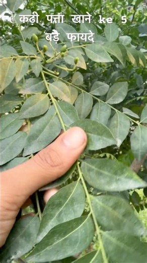 5 great benefits of eating curry leaves