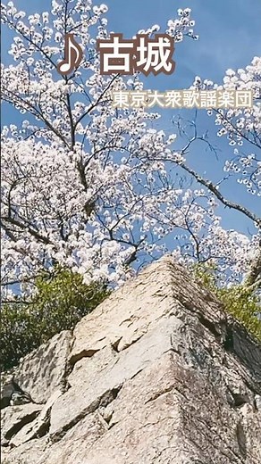 #古城 #東京大衆歌謡楽団 篠山城跡の桜 2026年