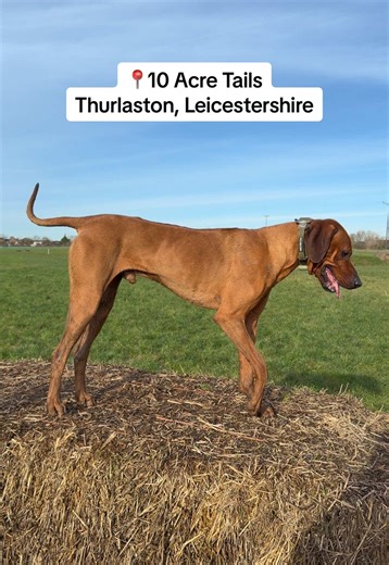 Hunter & his best friend Badger had the best time at 10 Acre Tails secure dog field! I highly recommend to anyone wanting to let your dogs off lead safely & just watch them run, stress free! 🥰🫶🏻 I was so impressed with how much thought has gone into this place. The secure stoned car park makes unloading stress-free & keeps the dogs clean after muddy paws have been rinsed down from the fresh running water. Separate training area and even a cosy cabin with toys and colouring pages for little on