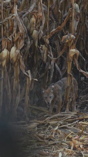 Heartland Bowhunter on Instagram: "Conservation through action 🎯"