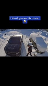 1.3K views · 13 reactions | Small dog saves owner from wolf attack, amazing dogs #dog #dogs #doglover #smartdog #dogtraining #pet #PetLovers #dogtraining #smartpet #protectivedogs #funnydogreels #amazingvideo #funnyvideos #funnyreels #viralreels #animalworld #wow | Roland Asanga | Facebook