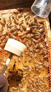 1.4M views · 9.1K reactions | Painting queen bees it's a widespread practice amongst new beekeepers because it helps them certify their age based on the color and to spot her while working inside the hive easily For full videos, check these channels: @petrhermanadventures9509 - YouTube @boyneheritagehoney5810 - YouTube @wildhoneybeefarm - YouTube @Mke13 - YouTube | OneQueen.ro | Facebook