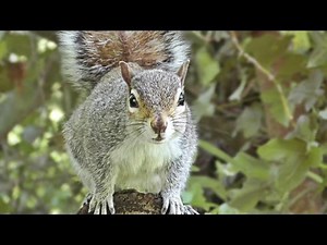Squirrel Close Up Enjoying Some Peanuts