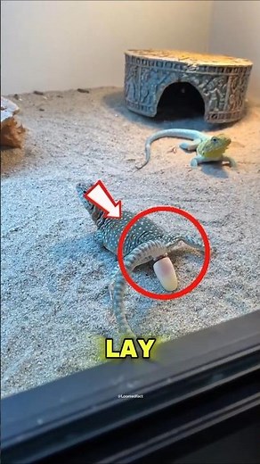 ​Lizard Eggs: Hidden DANGER ‼️😱 #ReptileCare #LizardEggs