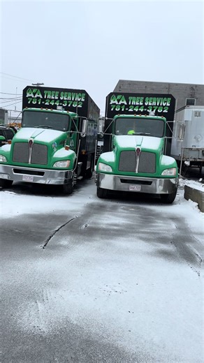 Local Tree Service Solutions for Your Needs